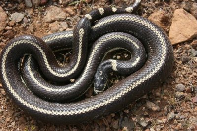 El proyecto #STOPCULEBRAREAL lanza una nueva p&aacute;gina web para promover la participaci&oacute;n ciudadana