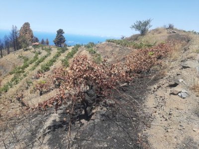 El Gobierno de Canarias convoca subvenciones por 4,5 M &euro; para promover la contrataci&oacute;n de seguros agrarios