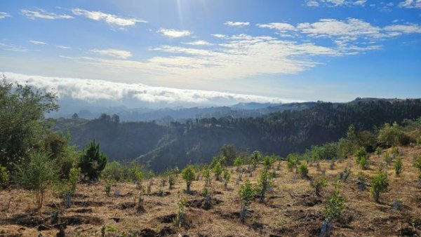 Guía: Fundación Foresta y TUI Care Foundation reforestan Monte Pavón con más de 3.000 árboles en un proyecto pionero en Europa