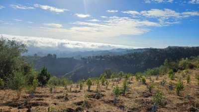 Guía: Fundación Foresta y TUI Care Foundation reforestan Monte Pavón con más de 3.000 árboles en un proyecto pionero en Europa