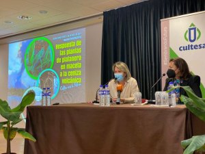 Cultesa presenta las conclusiones de un estudio sobre la respuesta de las plantas de platanera a la ceniza