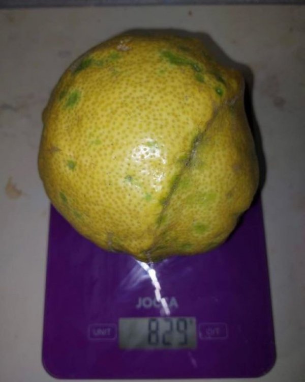 Un vecino de Valleseco consigue un limón de más de 800 gramos de peso