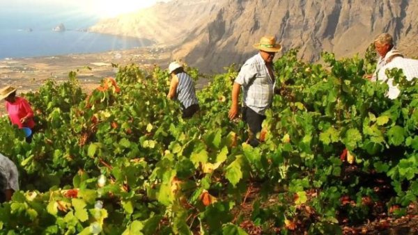 La D.O. El Hierro recibe altas puntuaciones en la cata de la prestigiosa guía de vinos del Grupo Peñín